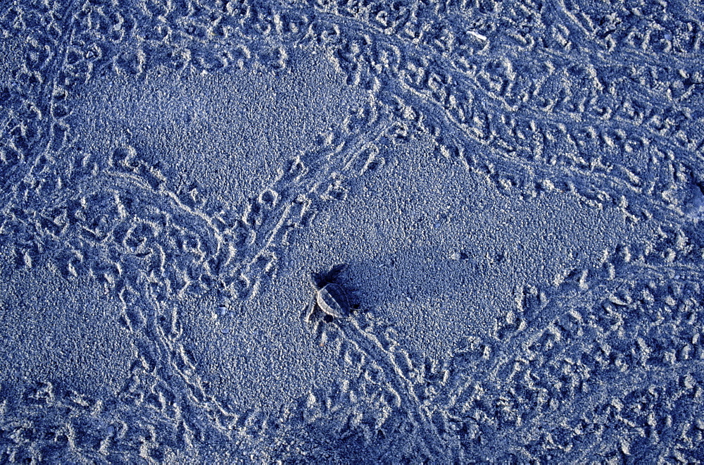 A baby Loggerhead turtle makes prints on sandy beach.