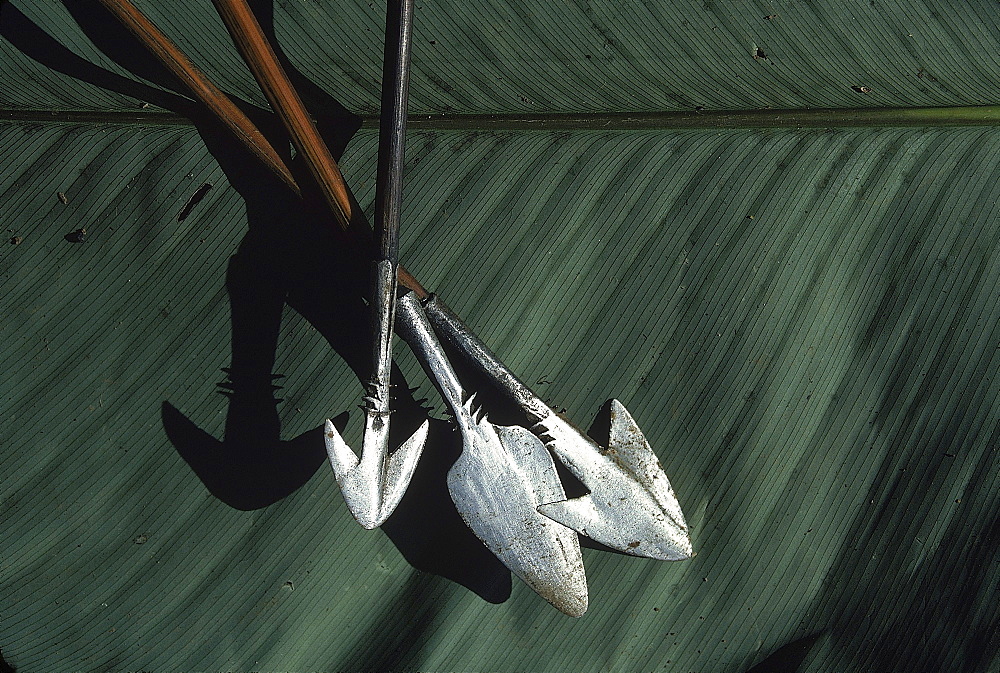 Three Pygmy arrows lay on a palm leaf in Ngodi Ngodi. The pointed arrows were constructed out of metal and wood.