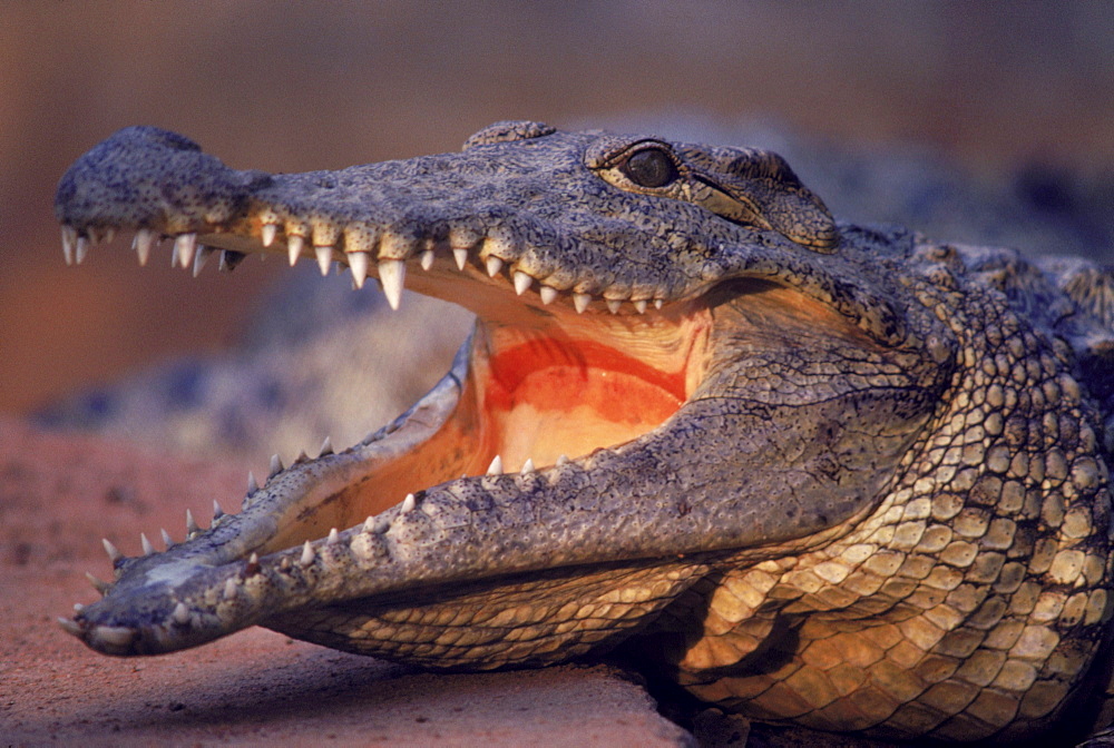 A crocodile displays his teeth on the banks of the Nile River in Sudan.