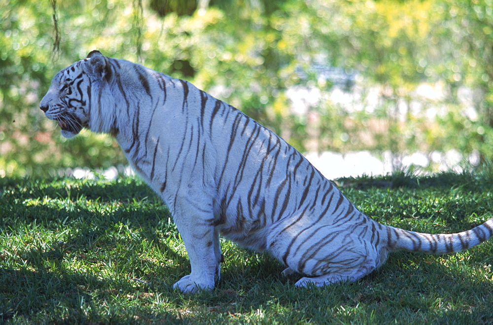 A white Bengal tiger at the Metro-Dade Zoo in Miami, Florida.