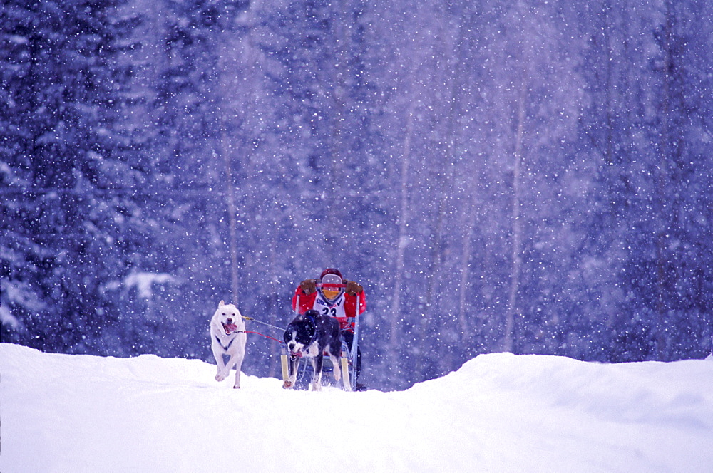 Eleven-year-old David Stepp races in the 2-Dog race on the first day of the in the Junior North American, International Federation of Sleddog Sports Junior World Championships in Fairbacks, Alaska.