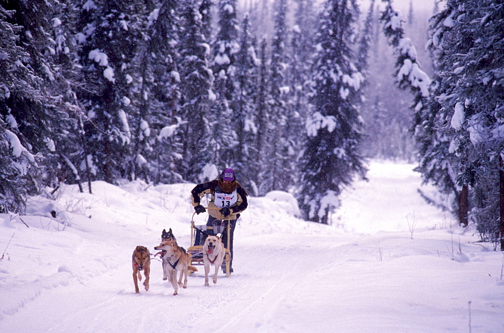 Launa Kohrina competes in the first day of the in the Junior North American, International Federation of Sleddog Sports Junior World Championships in Fairbacks, Alaska. She was in the 4-Dog race, and she is 14-years-old.