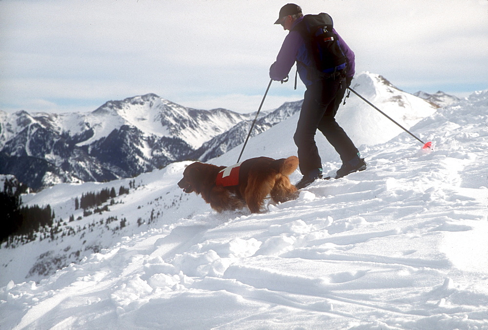 An avalanche rescue dog, trained to sniff out victims buried in avalanches, with his owner, handler at Wolf Creek Ski Area near Pagosa Springs, Colorado.