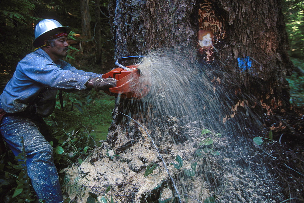 Timber sale, Powers district, Siskiyou National Forest, OR. Head feller Terry K. Blair cutting down a 4ft. 7 in. diameter Douglas Fir tree.