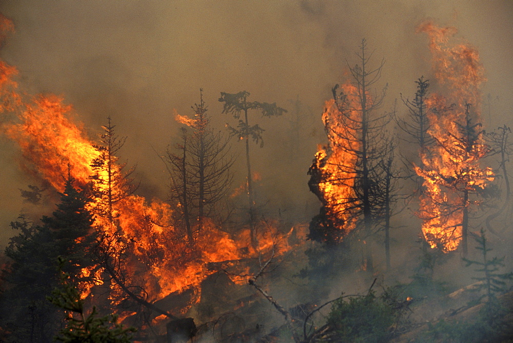 Controlled burn on Panther #10 clearcut on the Okanogan National Forest, WA to clear slash for replanting.