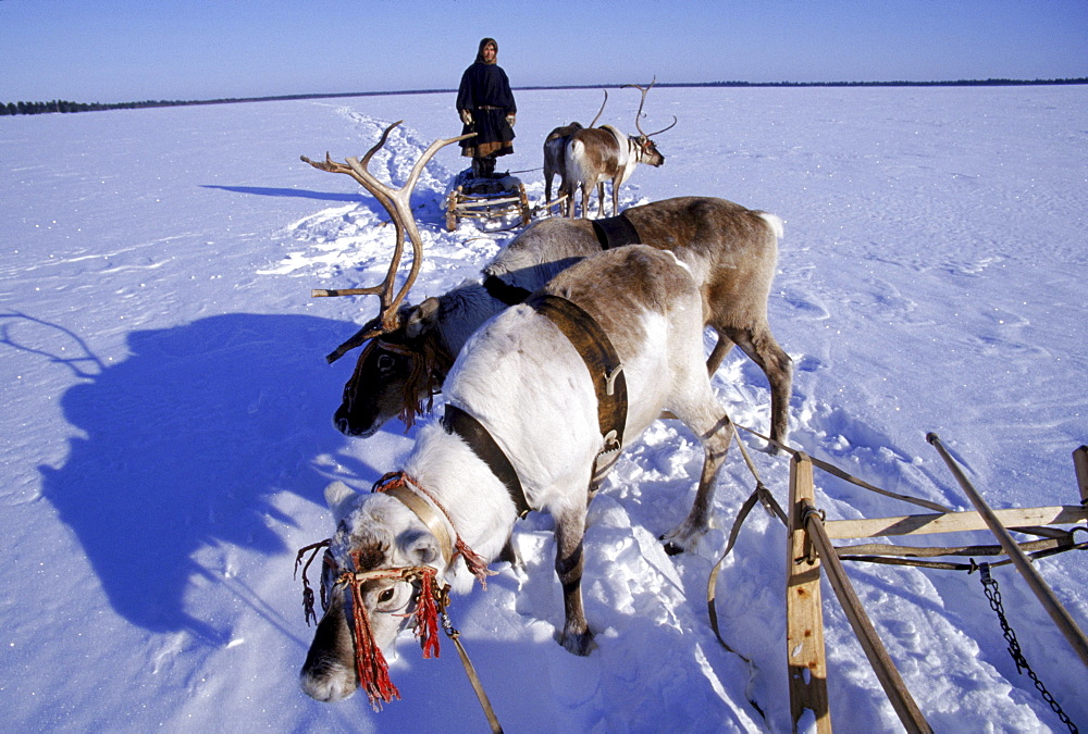 A Khanty reindeer herder stands on his sled to survey the surrounding expanse.