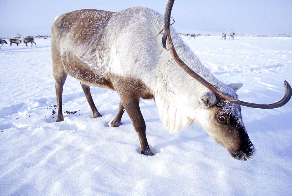 A reindeer with one antler cut off in the winter feeding area.