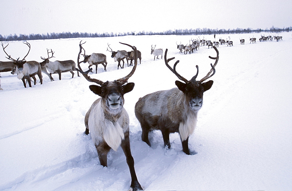 Reindeer owned by a Khanty herder, northwestern Siberia