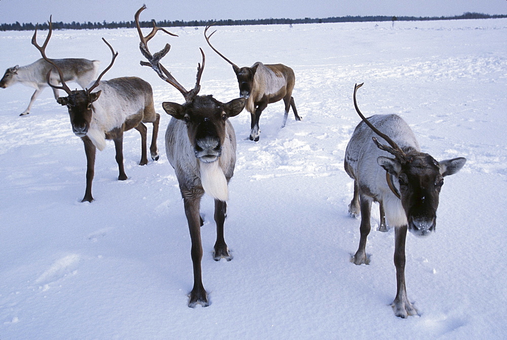 Reindeer owned by a Khanty herder, northwestern Siberia