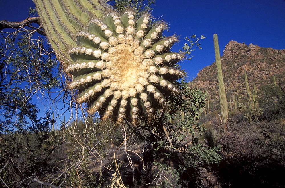 Saguaro cactus in Saguaro National Park, near Tucson, Arizona.