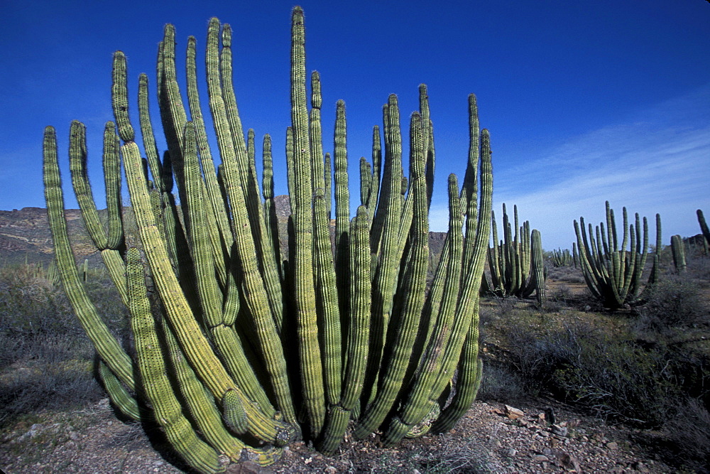 Organ pipe cactus in Organ Pipe Cactus National Monument, southern Arizona