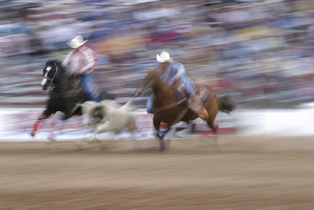 professional rodeo cowboys steer wrestling