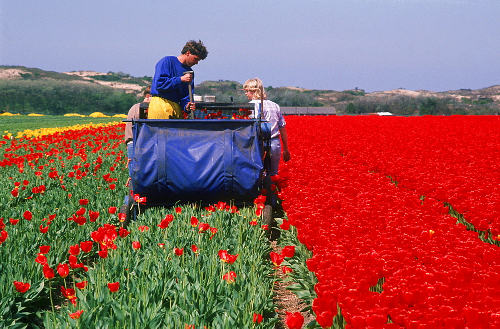 Three young boys on harvester cutting heads off tulips in fields in Spring, Lisse, Holland.