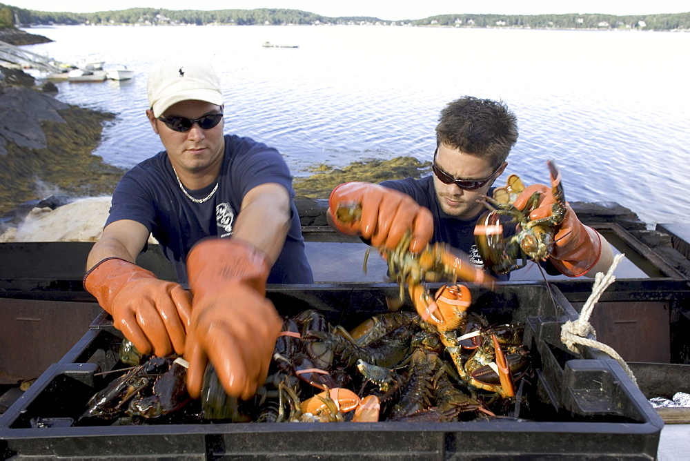 Preparing a traditional Maine lobster bake on Cabbage Island off the coast of Boothbay Harbor.