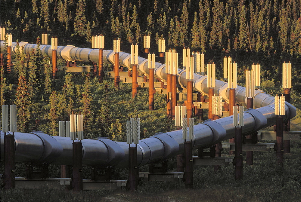 South of Delta Junction, Alaska. The supports are filled with anhydrous ammonia. In winter when temperatures drop below about minus 10C the ammonia above the ground turns to liquid and draws the heat from the ground and condenses.