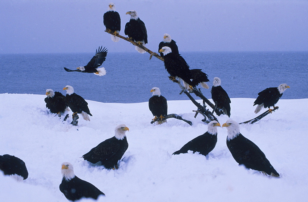 Bald eagles (Haliaeetus leucocephalus) gather to await the Eagle Lady's handouts on the snowy beach at Kachemak Bay, Alaska.