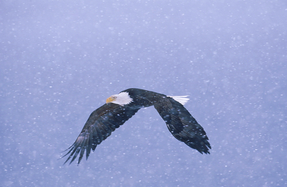 A bald eagle (Haliaeetus leucocephalus) flies through a snowstorm.