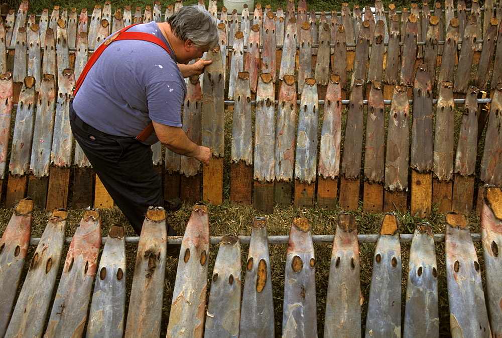 Putting nutria skins, stretched on planks, out to dry in the sun. Golden Meadow, Louisiana