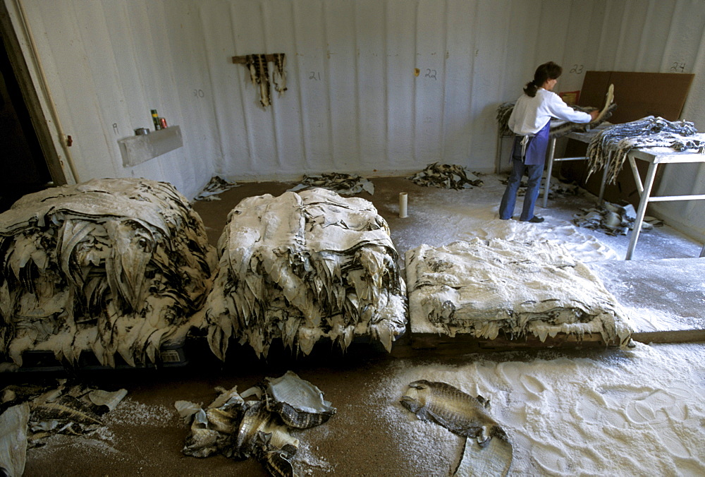 Hope Savoie sorting alligator skins at Savoie's Alligator Farm in Galliano, Louisiana.