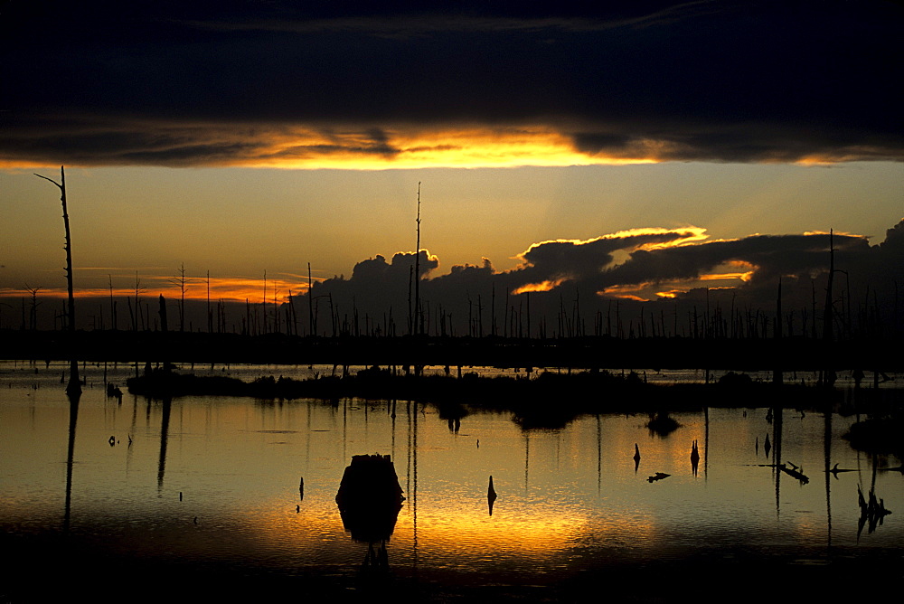 View of the bayous in southern Louisiana at sunset, with dead cypress trees killed by salt water intrusion.