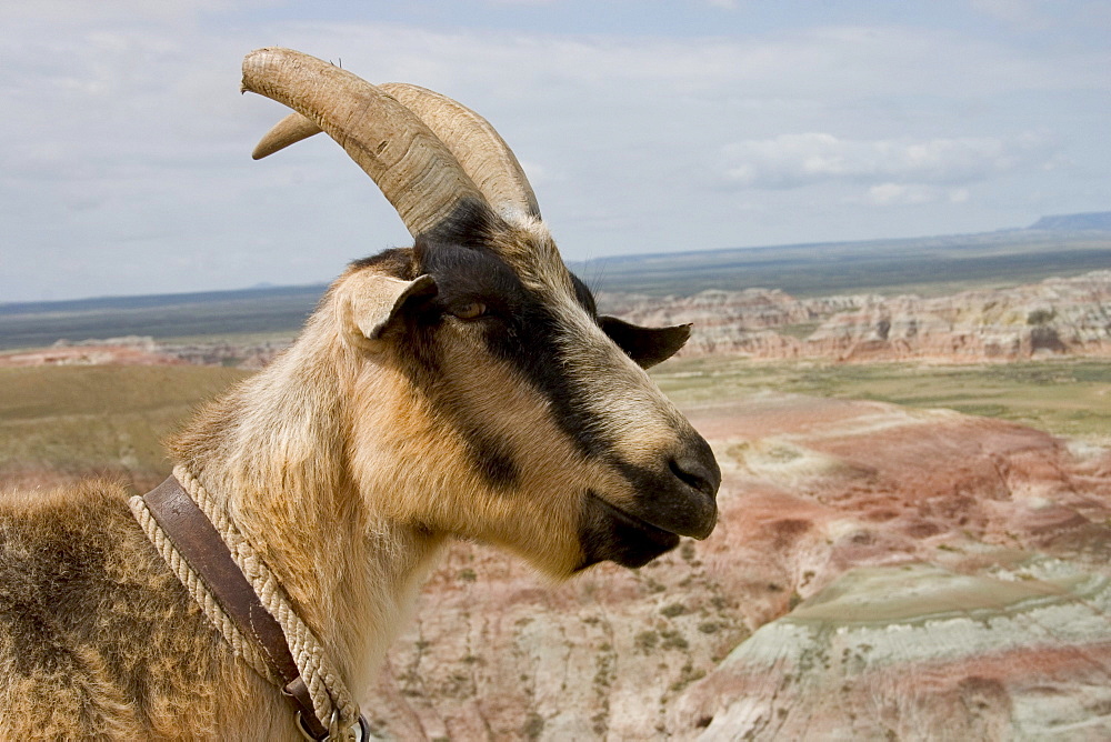 A pack goat surveys the view from a high vantage point in the Red Desert of Wyoming, May 26, 2004. Goat packing is a low impact environmentally friendly way to explore hard to reach locations such as Wyoming's Red Desert.