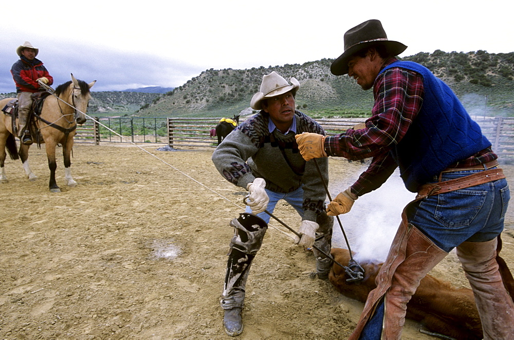 Chilean "cowboys", Yael and Sergio Velasquez, brand a calf, while another man on a horse holds the calf still with a rope, during a traditional branding on a ranch in Northwest Colorado.  The ranch employs about a dozen Chileans through the US Guestworker program.  Each worker spends three years working on the remote ranch.