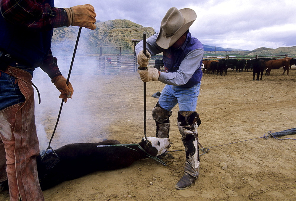 A Chilean "cowboy", Yael Velasquez, dehorns a calf while another man brands the animal, during a traditional branding on a ranch in Northwest Colorado.  The ranch employs about a dozen Chileans through the US Guestworker program.  Each worker spends three years working on the remote ranch.