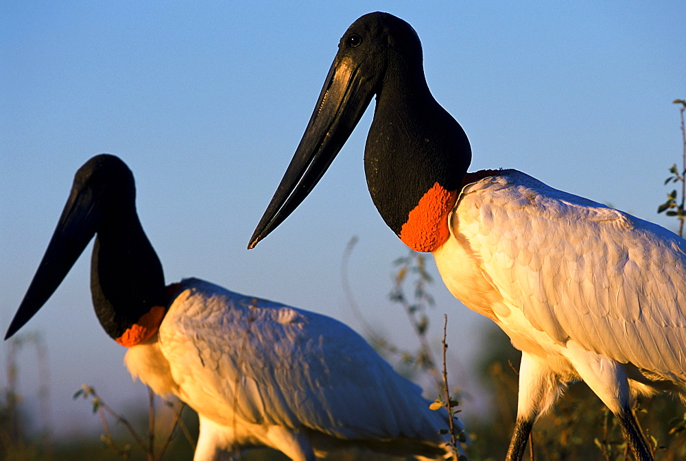 Jabiru storks in the Pantanal, the largest freshwater estuary in the world. The Pantanal is located in western Brazil, along the Paraguay River and adjacent to to the Bolivian border.