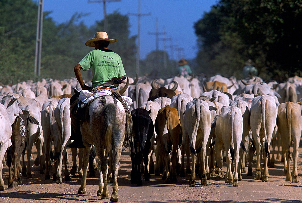 A cattle drive in the Pantanal, the largest freshwater estuary in the world. The Pantanal is located in western Brazil, along the Paraguay River and adjacent to to the Bolivian border.