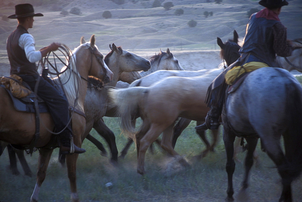 Cowboys round up horses as part of the Artist's Ride, an annual event held near Wall, South Dakota which features Old West actors and models posing for western painters and sculptors. The photos the artists take during this event provide visual material for their creations.