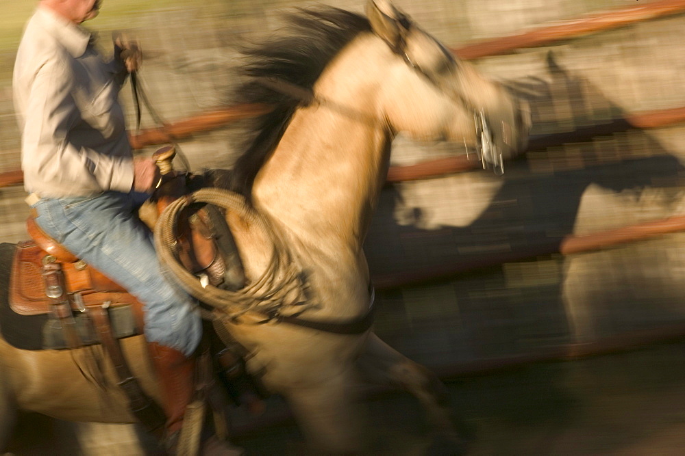 A Texan cowboy takes his horse out for a ride on the ranch.