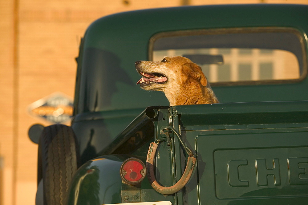 Green Chevrolet pick-up truck parked near an old building with a dog in the trunk.