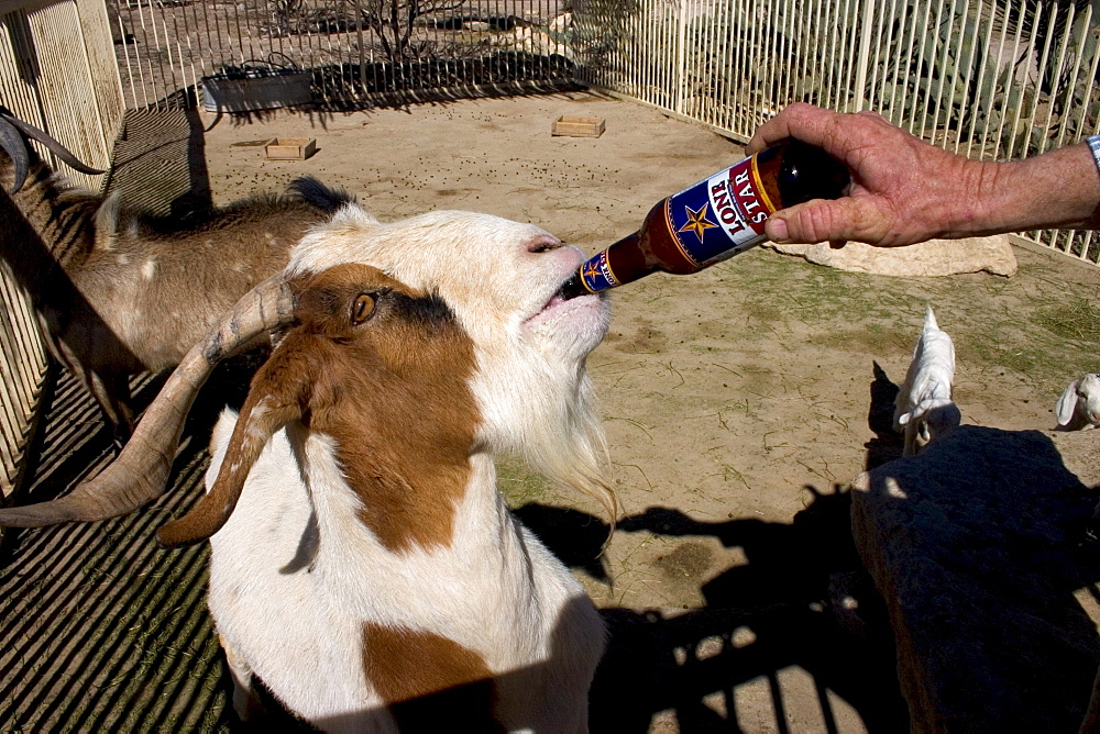 Clay Henry III, the goat mayor of Lajitas, Texas, drinks a beer in his pen near the Lajitas Trading Post.