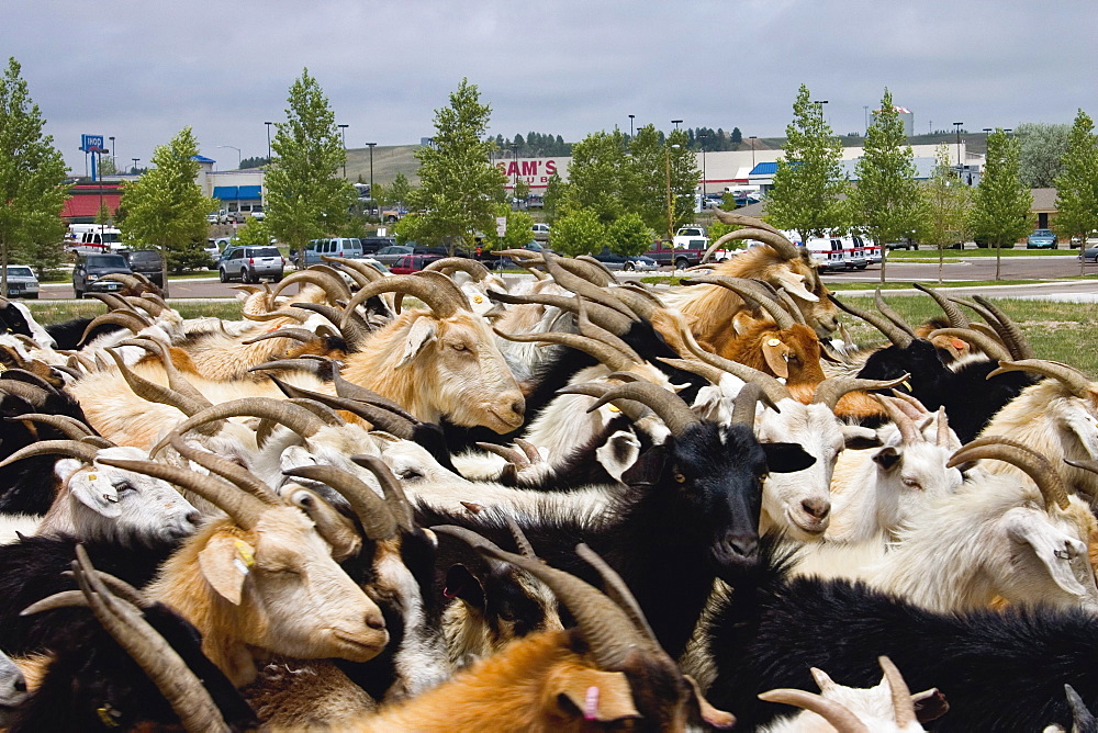 The weed eating goats of Ewe4ic Ecological Services are herded across the street from a mall in Cheyenne, Wyoming. The herd of approxiamately 1200 goats travels all over the western U.S. with their owner, Lani Malmberg. Goats are an ecologically sound method of weed clearing and land management.