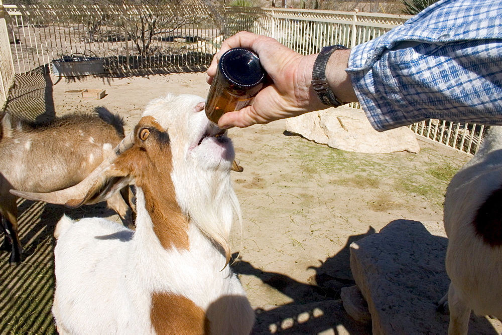 Clay Henry III, the goat mayor of Lajitas, Texas, drinks a beer in his pen near the Lajitas Trading Post.