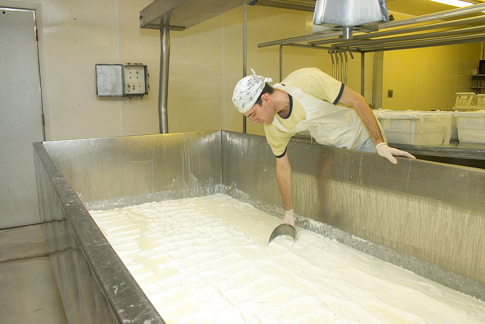 Scooping cheese curd to make goat cheese at Capriole, Inc, one of America's top cheesemakers, located in Greenville, Indiana