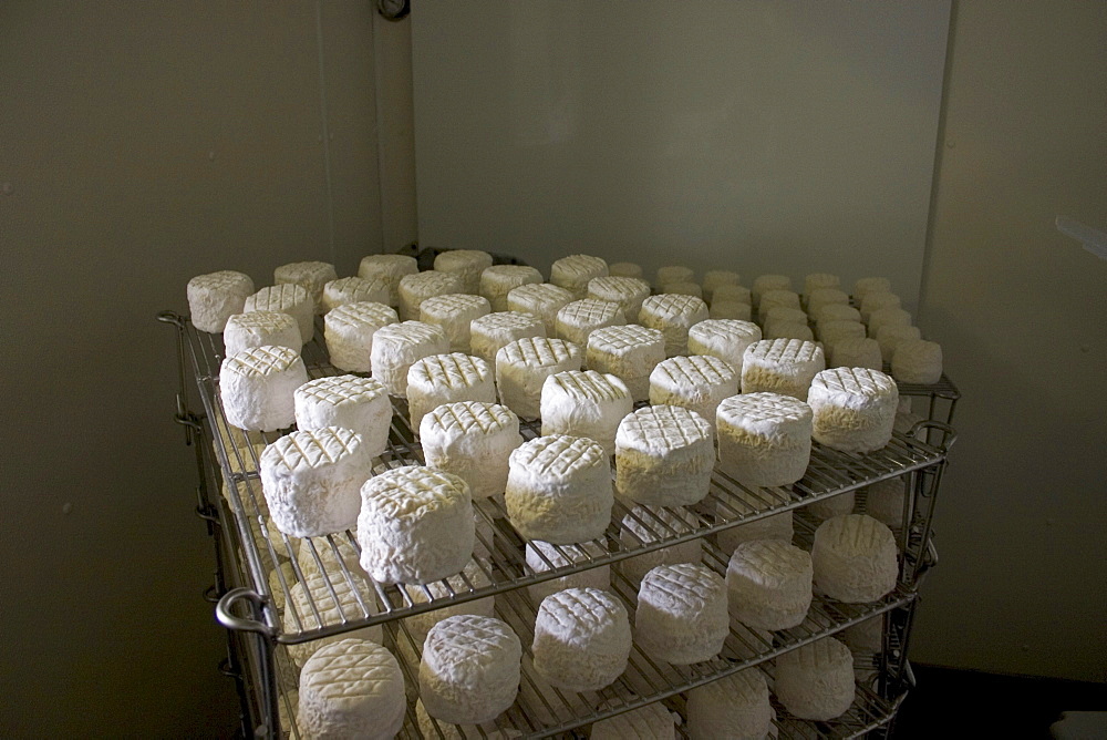 Goat cheeses age in a cooler at Redwood Hill Goat Dairy, Sebastopol, California.