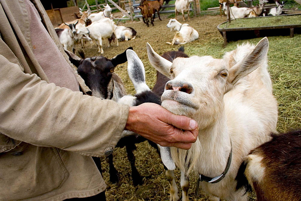 Rick Misterly pets his dairy goats at Quillasascut Cheese Co. in Rice, Washington.