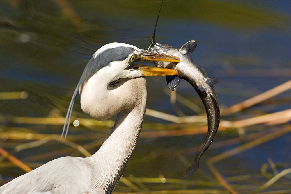 A great blue heron proudly displays a walking catfish it snares while feeding in the Everglades National Park in south Florida.