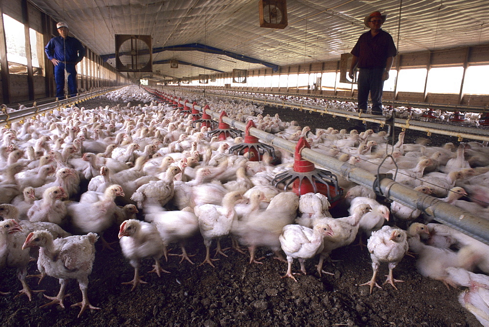 These photos were made on a rural Arkansas Chicken farm.  This farm uses the fecal material from the chickens to make feed for cattle. The fecal matter is composted with grains and food stuffs.  The final product is fed to cattle.  Large chicken farms like this one could spread the virus quickly if  infected birds are found. (photo by Scott Goldsmith, Aurora)