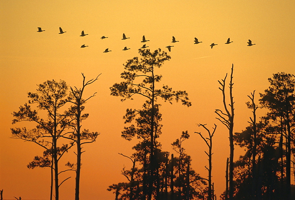 Flock of geese, Blackwater National Wildlife Refuge, MD.  This is part of a story about where John Smith landed in Chesapeake Bay.