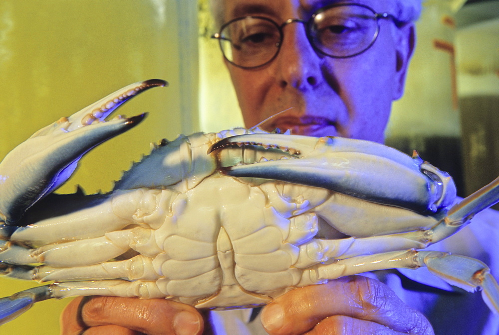 At the Center of Marine Biotechnology, Baltimore MD Yohan Zohar holds a female sponge blue crab and takes a biopsy of embryos. One female can give up to 3 million embryos.