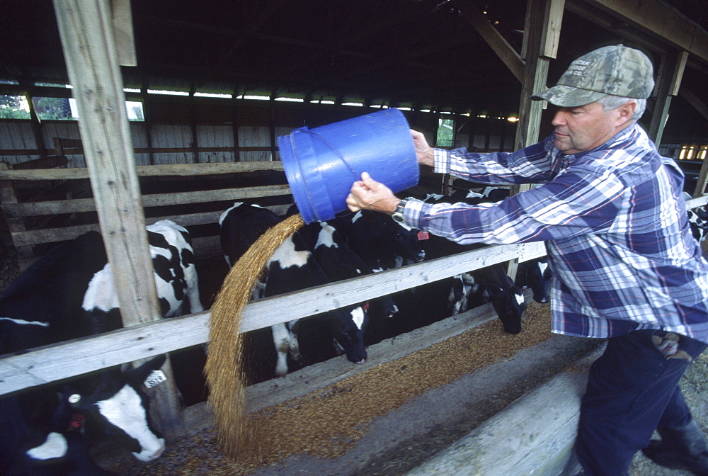 Large dairy farm near Wakefield, PA owned by Steve Graybeal. This is a CAFO Concentrated Animal Feeding Operation with 594 milking cows and 1245 total animals. It is regulated by State DEP and must have about one acre of cropland to spread manure for each animal unit (1,000 pounds)