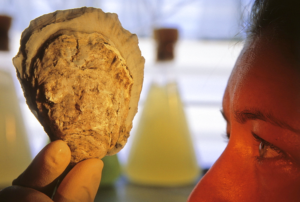 Jennifer Carroll, oyster hatchery manager and researcher at Center of Marine Biotechnology, Baltimore MD.She is holding a diploid Asian oyster C. ariakensis in the "algae kitchen" in the biosecure laboratory.  She is studying reproduction to determine whether to  introduce into the bay.