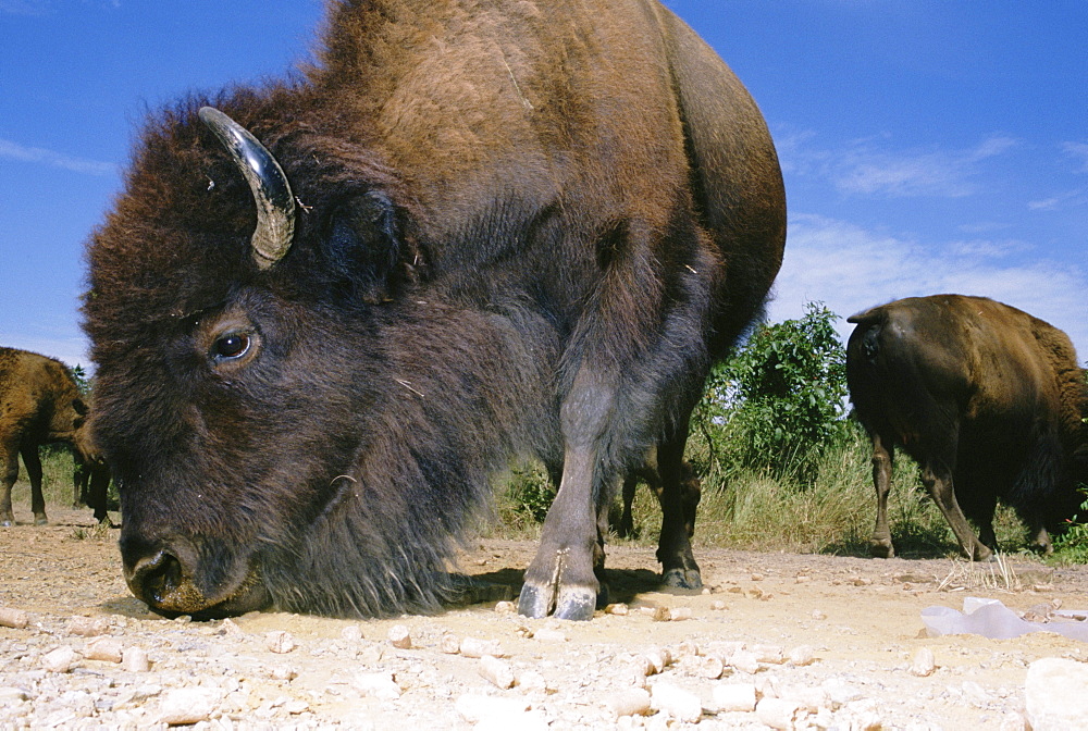 Buffalo at prarie State Park in Kansas graze around a pile of chert brought in by Archeologist Neal Lopinot in an attempt to see whether Buffalo's hoofs could flake chert in a way that could be mistaken for a man made object.  The experiment attempted to recreate the impact a 1500 pound Bison hoof has on a piece of chert.