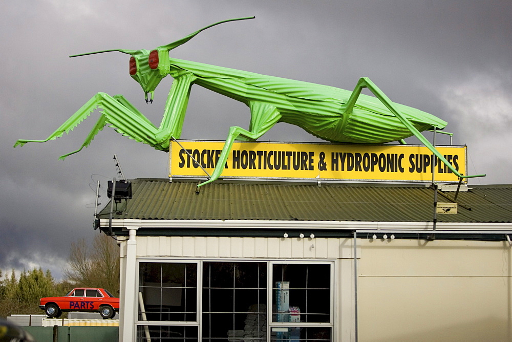 A corregated sculpture of a grasshopper perches on the roof of a horticulture supply store in Tirau, New Zealand on the north island. The small agricultural town of 800 has several such unique buildings including the Big Sheep Wool Gallery shaped like a sheep and the neighboring Big Dog Information Center  in the form of a dog.