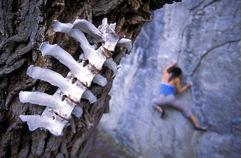 Pauline Hsieh bouldering in Patagonia outside of El Chalten in Argentina with bark and bones in the foreground.