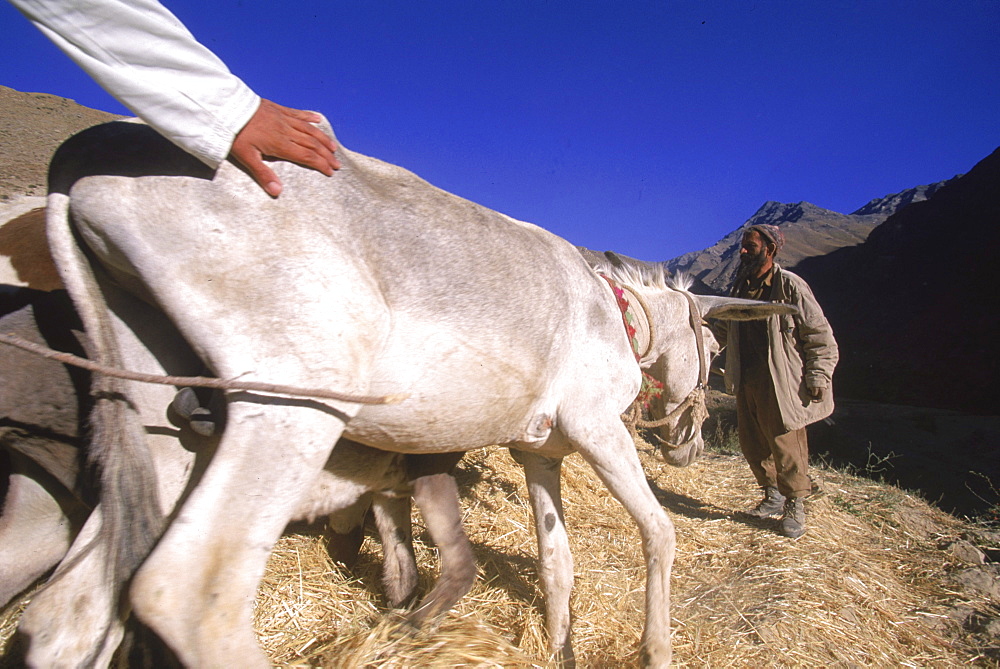 Tajik farmers and their families thresh wheat with oxen and donkeys, in a side valley to the Panjshir Valley, in the  Hindu Kush mountains, September 10, 2002.  Agriculture is primitive and labor intensive in this remote valley. The Panjshir Valley and its side valleys have long been a stronghold for the Tajik people, and the famous commander Ahmed Shah Masood, in their struggle first against the Soviets and then against the Taliban.  The Tajik are one of the larger ethnic groups in Afghanistan, second only to the Pashtun people.