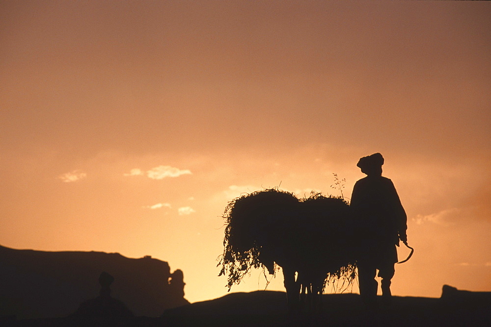 A farmer with his donkey loaded with forage walks toward the setting sun  above the town of Bamiyan, August 30, 2002.  Most of the old town was destroyed and up to 20,000 people of the region might have perished when Bamiyan fell to the Taliban in 2001. Bamiyan Valley is located in the Hazarajat at the edge of the Koh-i-Baba range , the end of the Hindu Kush.  Bamiyan was a prosperous Buddhist kingdom on the ancient Silk Road until the 10th century, when the region  was converted to Islam; in the 12th century, it was destroyed by Ghengis Khan. Most of the people of this region are of the Hazara tribe, and are Shi'a Moslems who have been persecuted for centuries by many of the Pashtun rulers of Afghanistan, who are from the Sunni sect.  They most recently suffered at the hand of the Taliban, who tried for years to ethnically cleanse the region of its Shi'a people