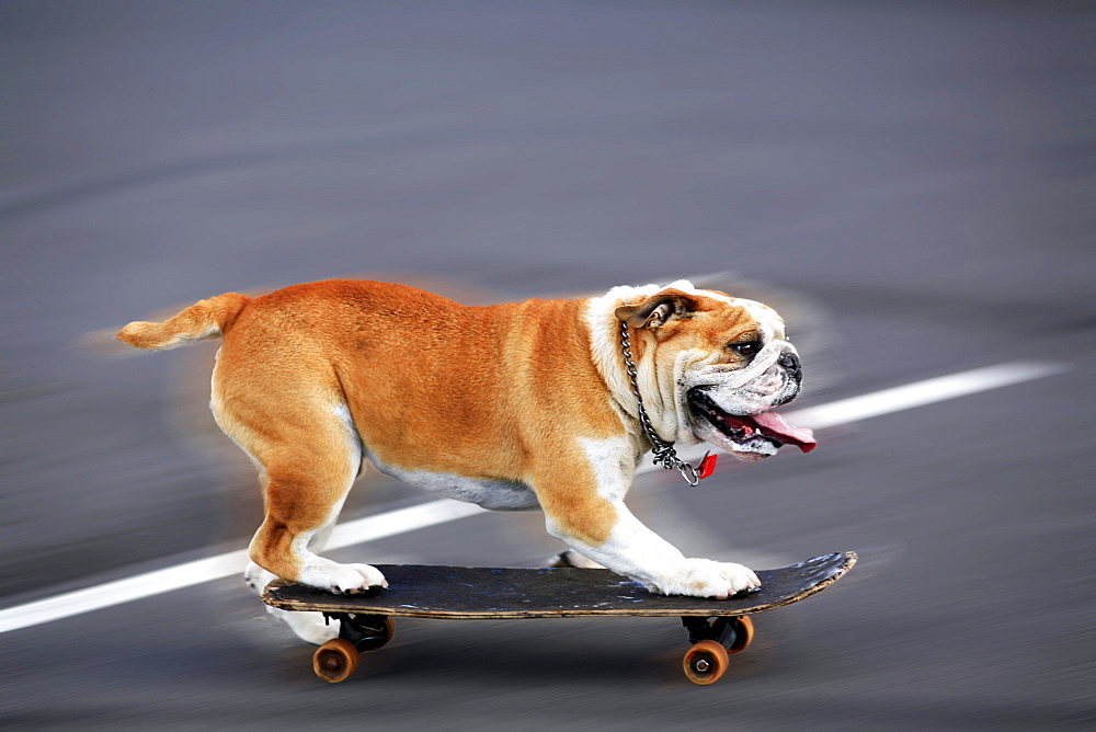 English bulldog on a skateboard, movement shot.